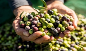 El Camino del Olivo añade un atractivo extra a las sierras cordobesas