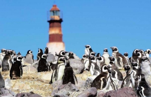 Destinos emergentes patagónicos para vacacionar en la naturaleza